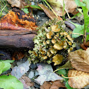 Fringed wrinkled Lichen