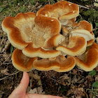 Berkeley's Polypore