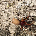 Woodlouse spider