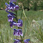 Beardless Sidebells Penstemon