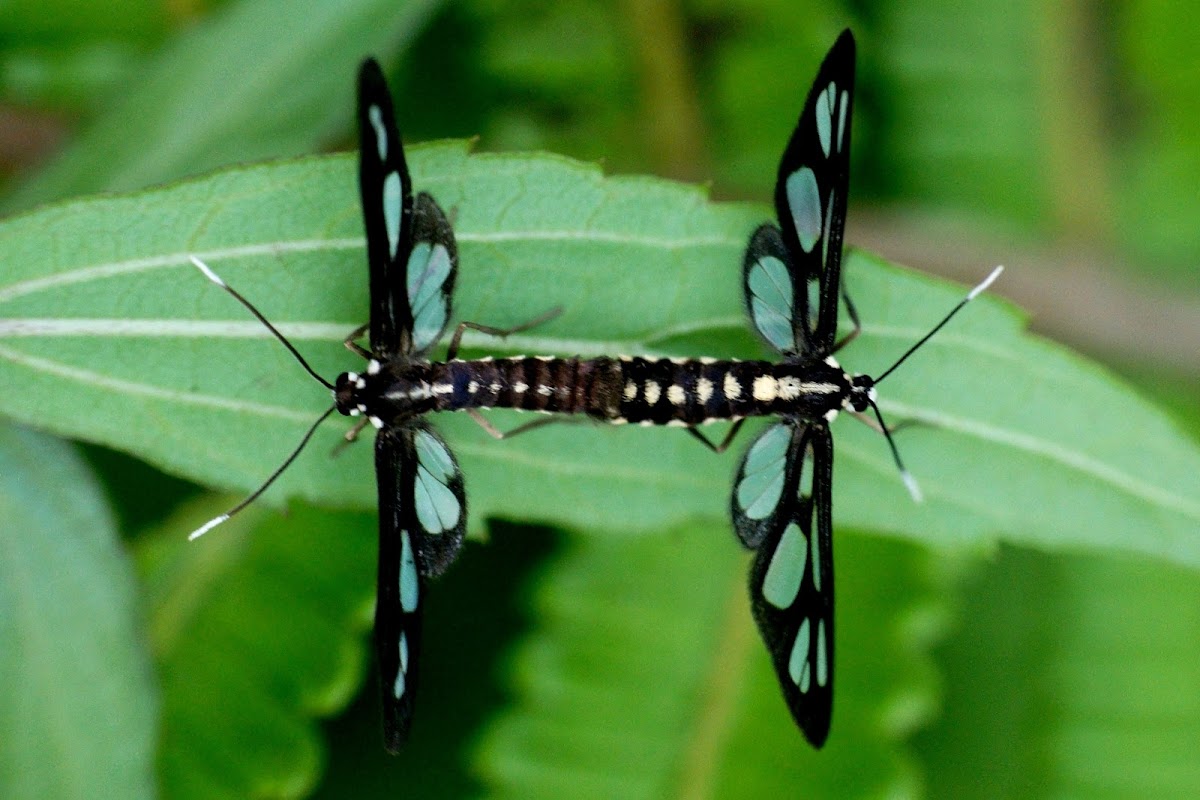 Wasp Moth