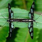 Wasp Moth