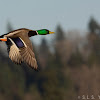 Mallard