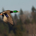 Mallard