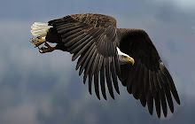 Eagle Wallpapers Theme Eagles New Tab small promo image