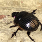 Carolina Dung Beetle