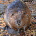 Beaver