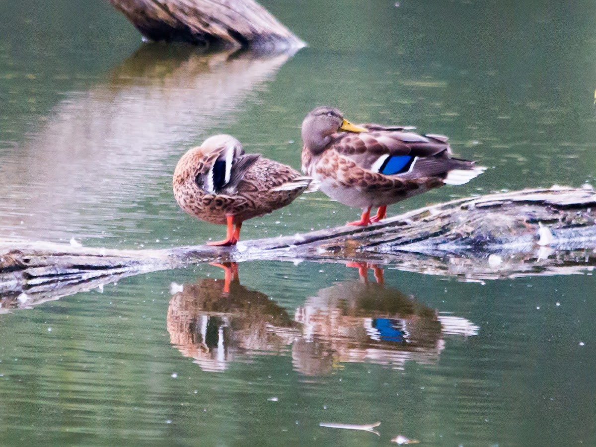 Mallard, wild duck (females)