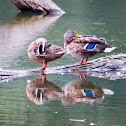 Mallard, wild duck (females)