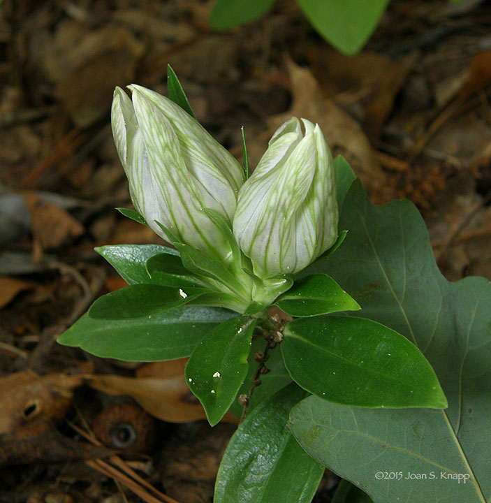 Striped Gentian