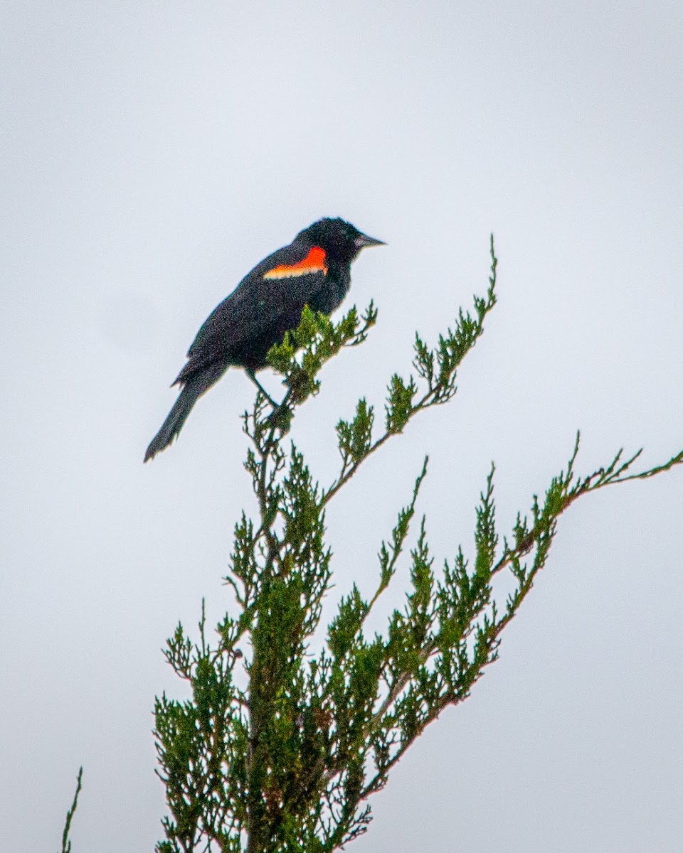 Red-winged Blackbird (male)