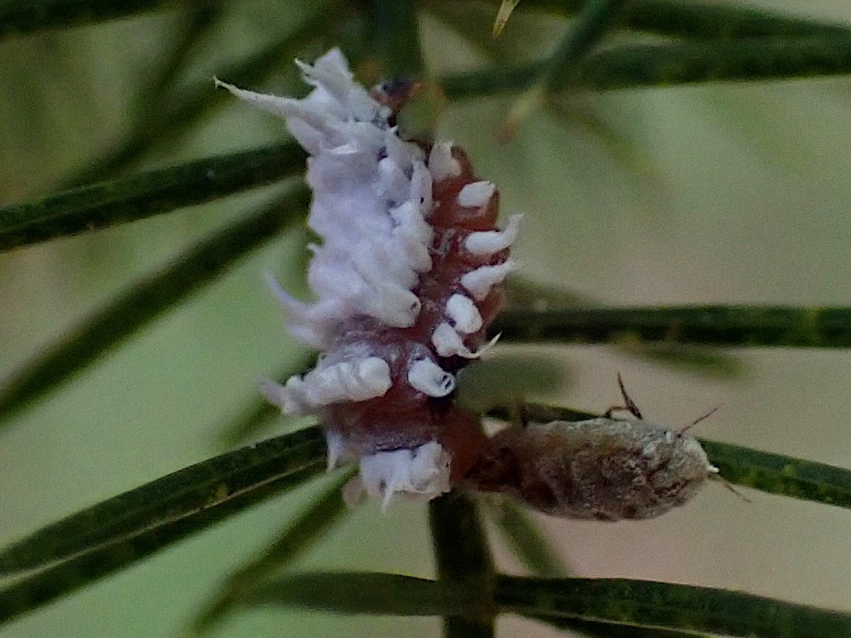 Mealybug destroyer