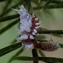 Mealybug destroyer