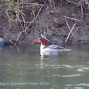 Common Merganser