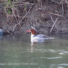 Common Merganser