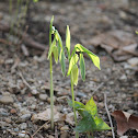 large-flowered bellwort