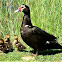 Muscovy duck. Pato moscovita