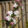 Apple blossom