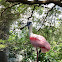 Roseate Spoonbill