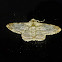 Sigela brauneata Moth