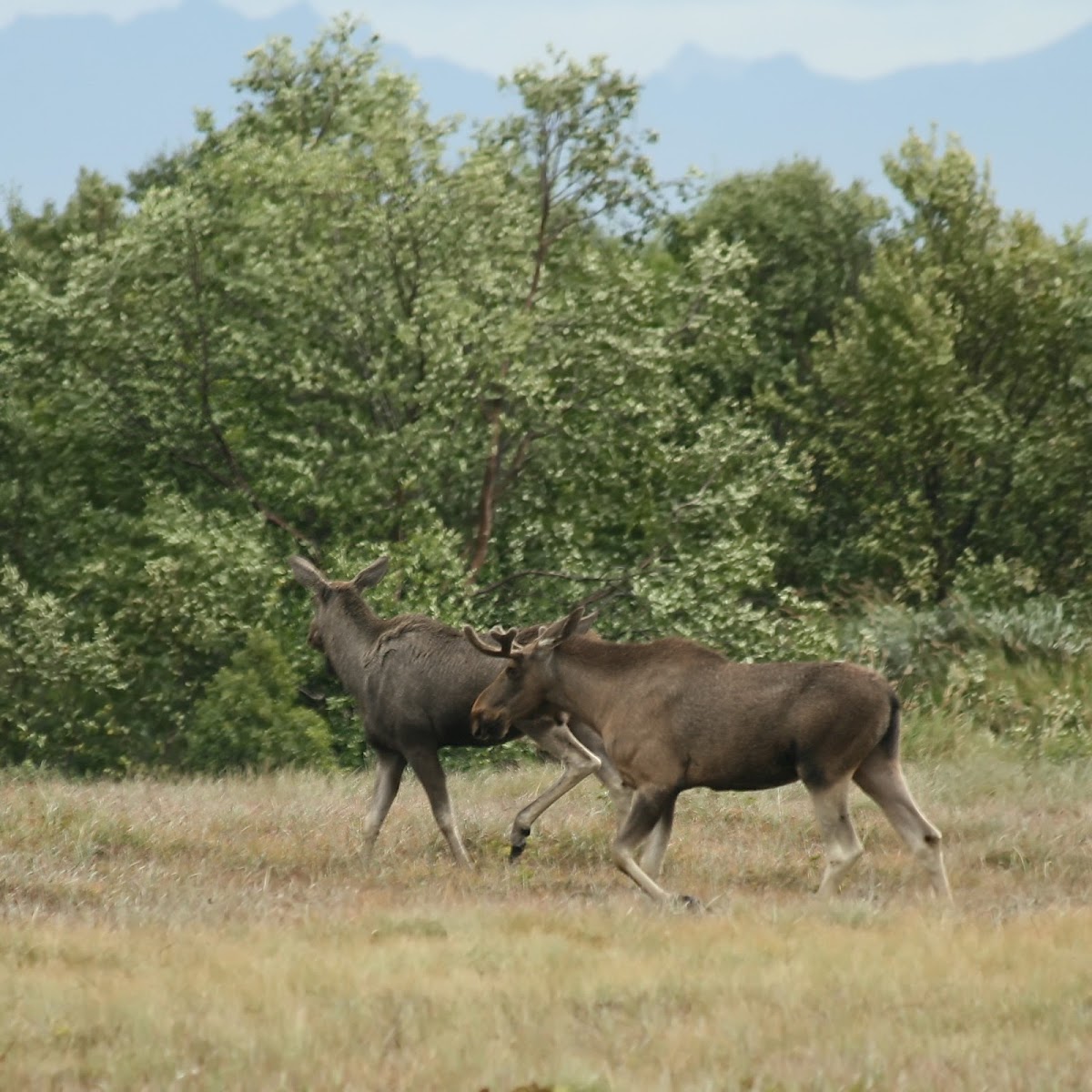 Elk Moose