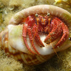 Hermit crab. Cangrejo ermitaño