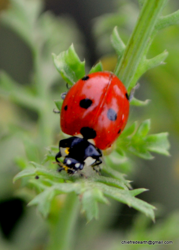 Seven-spotted Lady Beetle