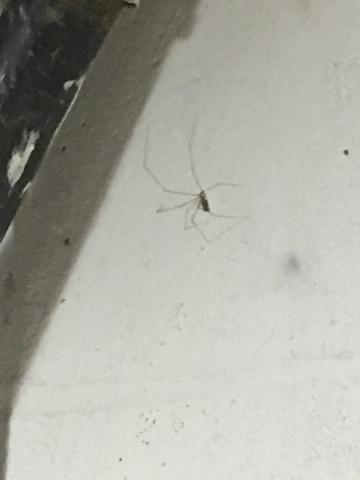 Cellar Spider