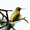 Ruby-throated hummingbird