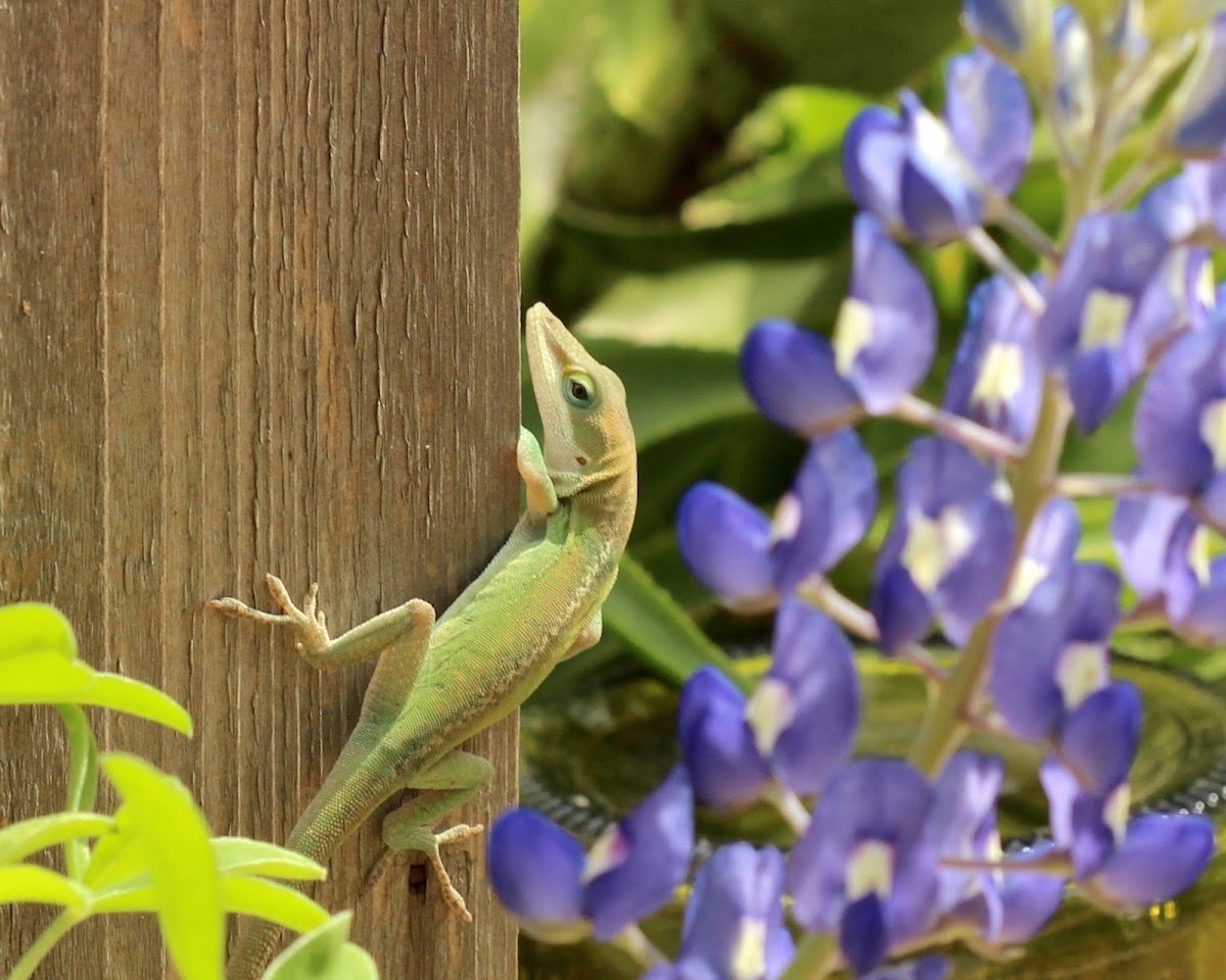 Green Anole