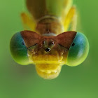 Coromandel Marsh Dart