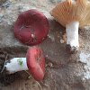 Russula emetica