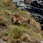 Himalayan tahr