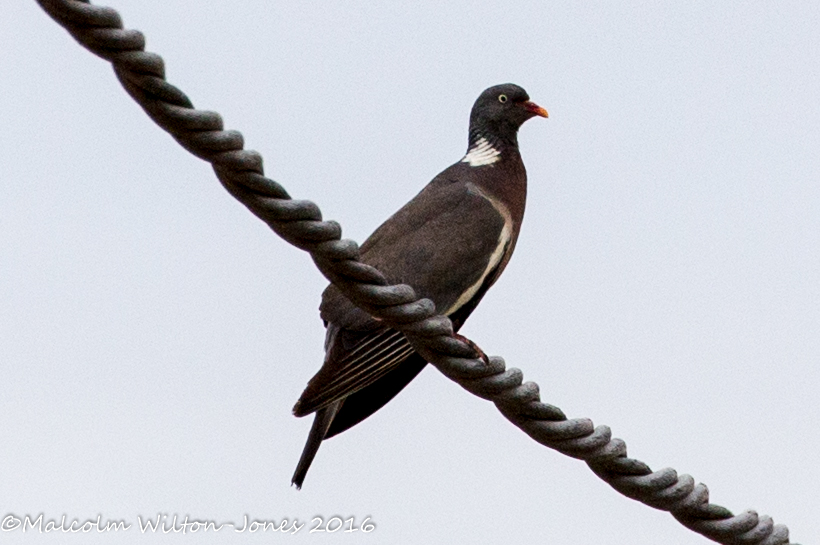 Woodpigeon; Paloma Torcaz