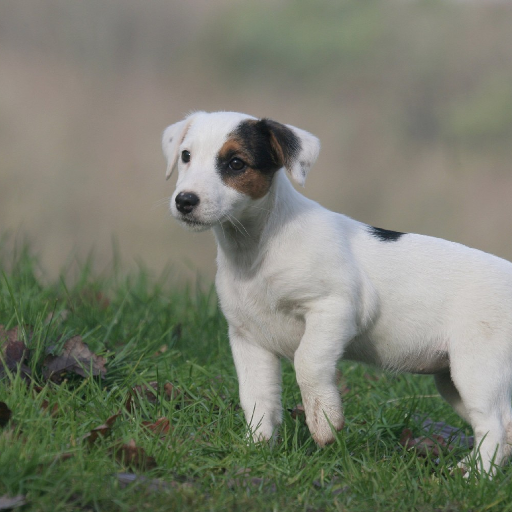 Jack Russell Terrier Dogs Wallpapers Aplicații Pe Google Play