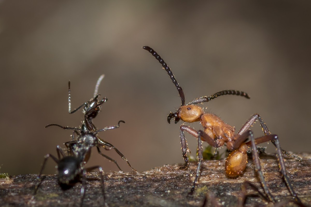 Army Ant