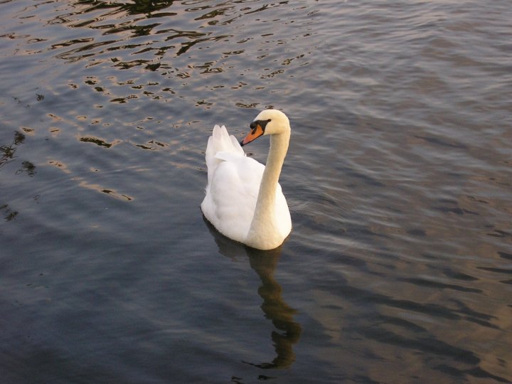 Cigno bianco di AleGe78