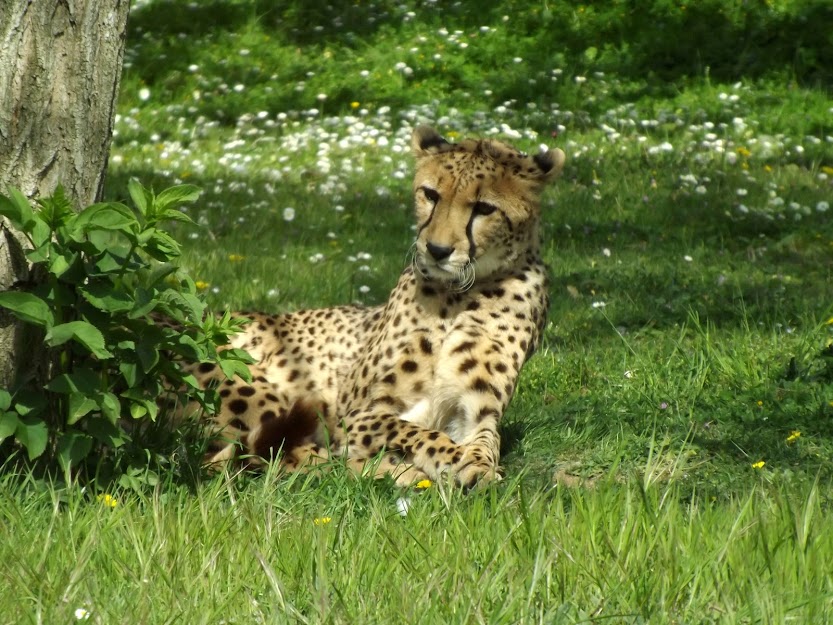 Guépard, Bioparc de Doué la Fontaine - (c) Hélène Simon, tous droits réservés