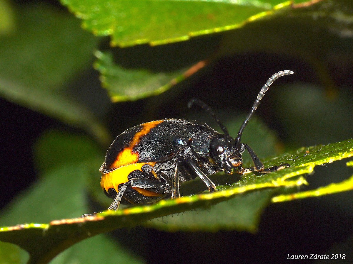 Manzanita Leaf Beetle