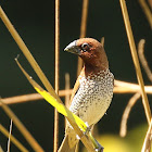 Scaly-breasted Munia