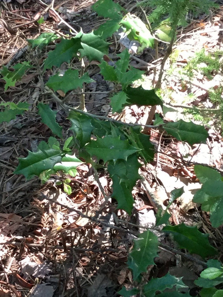 American Holly