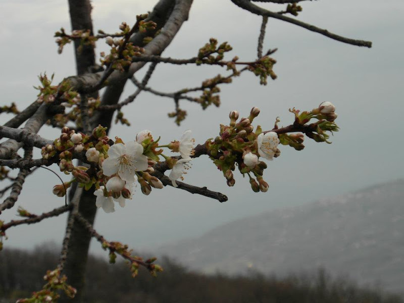 - When snow melts, what does it becomes? - It become water, of course. - Nope, it becomes spring. di Nida