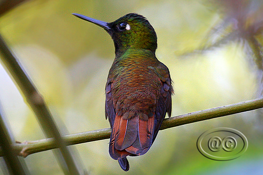 Beija-flor-rubi (Brazilian Ruby) - Female