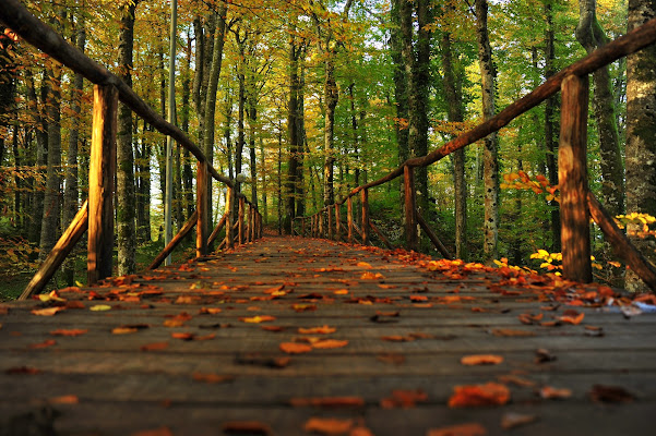 ingresso al bosco di Eric_Draven