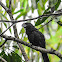 Smooth-billed ani