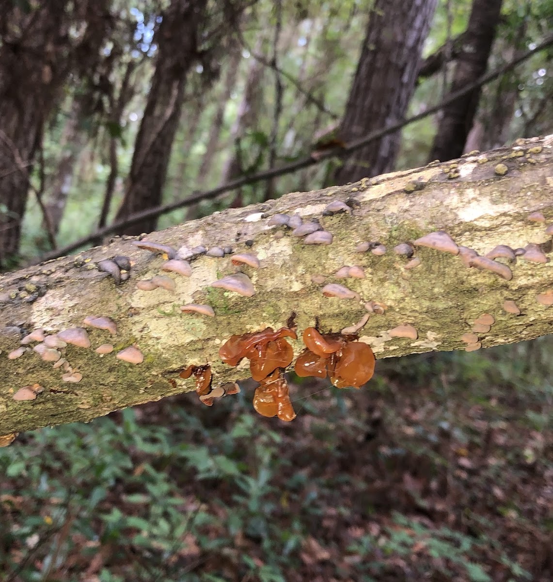 Jelly Fungus