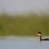 Black-necked Grebe.