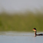 Black-necked Grebe.