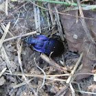 Notch-mouthed Ground Beetle