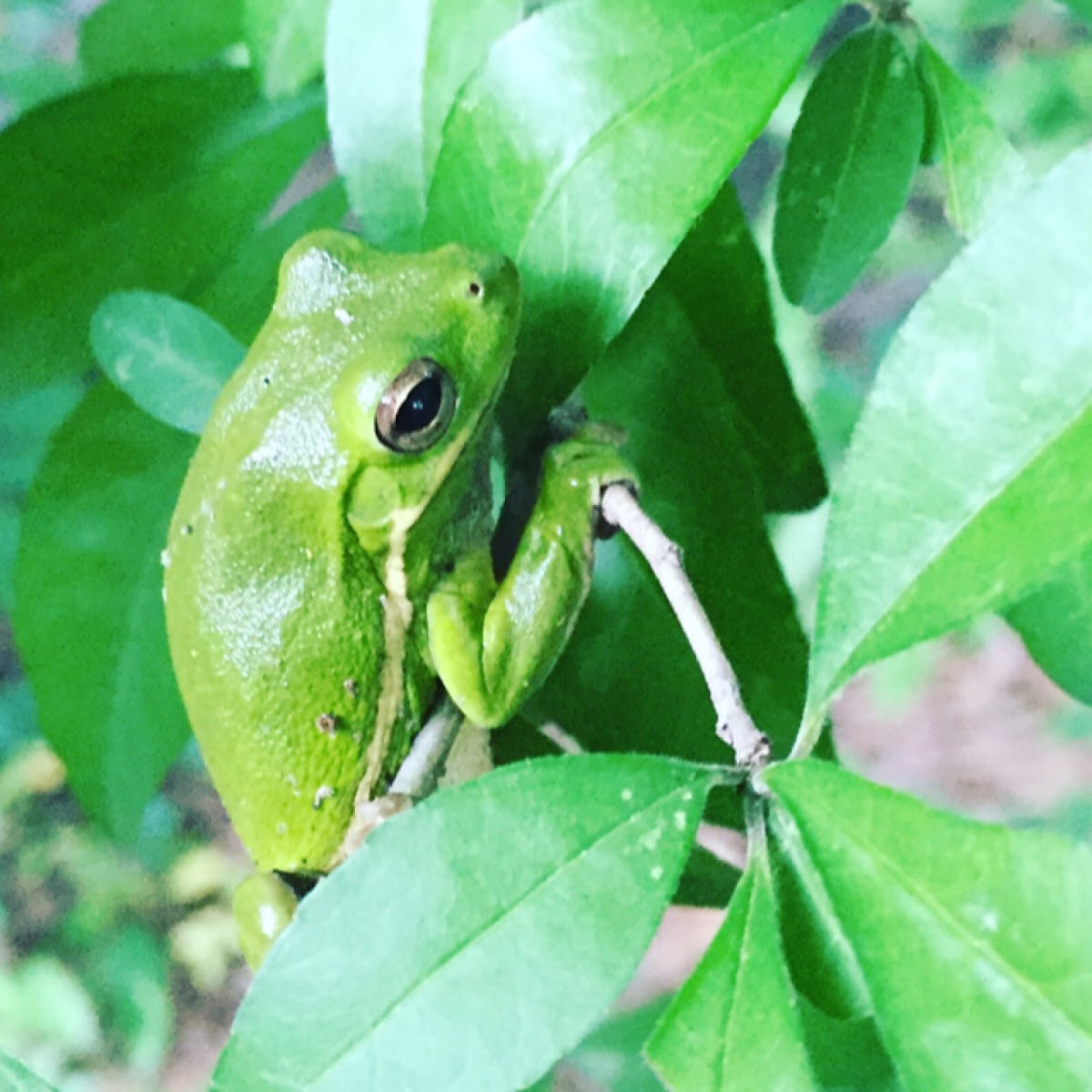 Green treefrog